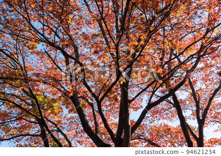 Autumn leaves of maple 94621234