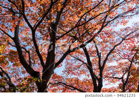 Autumn leaves of maple 94621235