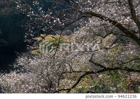 Winter cherry blossoms 94621236