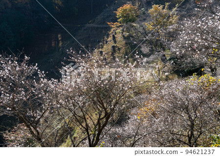 冬天的櫻花 94621237
