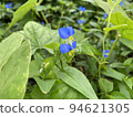 Commelina natural flowers 94621305