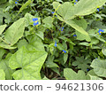 Commelina flowers nature 94621306