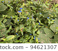 Commelina flowers nature 94621307