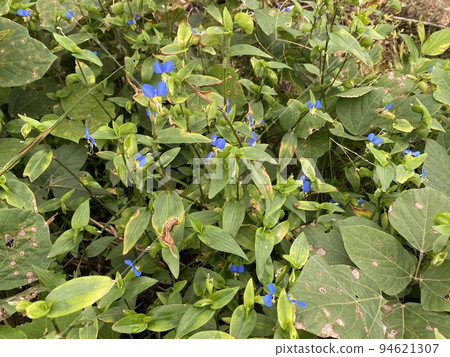 Commelina flowers nature Commelina flowers nature 94621307
