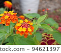 Lantana Garden Shichihenge Butterfly Mitsu Shichihenge 94621397
