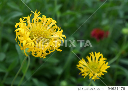 蓋拉迪亞黃羽 94621476