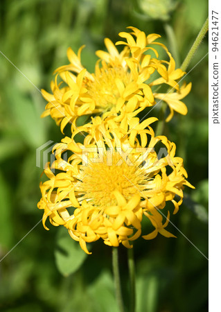 Gaillardia yellow plume 94621477