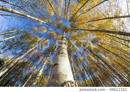 Birch forest in autumn season. Fisheye view 94621583