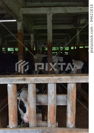 岩手縣東北市瀧澤市雫石町小岩井農場 岩手縣東北市瀧澤市雫石町小岩井農場 94621618