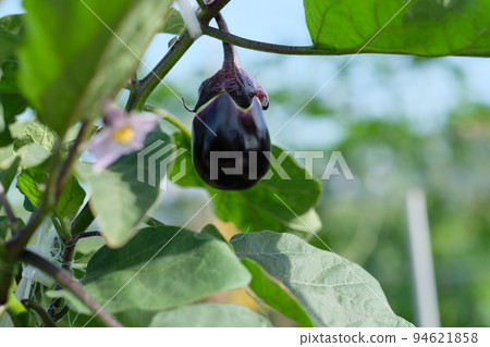 夏季種植的茄子 94621858