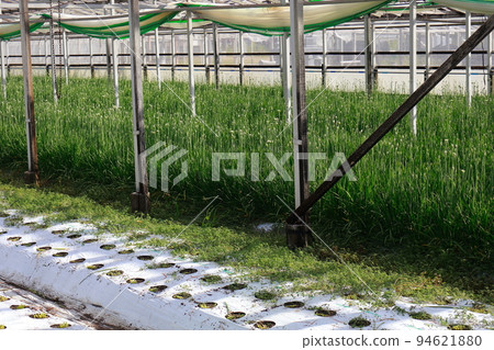 Nura's house cultivation 94621880