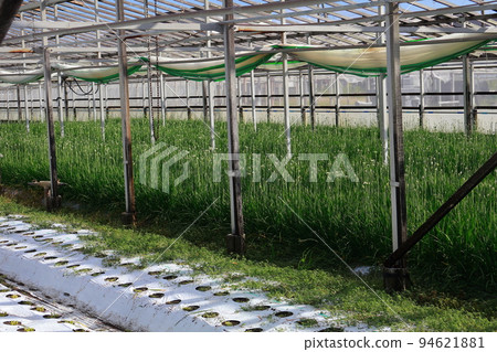 Nura's house cultivation Nura's house cultivation 94621881