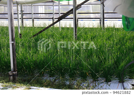 Nura's house cultivation Nura's house cultivation 94621882