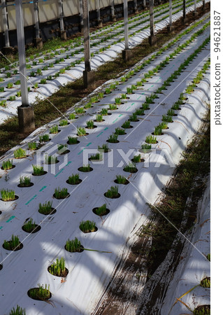 Nura's house cultivation Nura's house cultivation 94621887