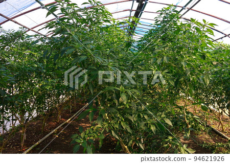 Shishito Cultivation Shishito Shishito Cultivation Shishito 94621926