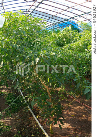 Shishito Cultivation Shishito 94621927