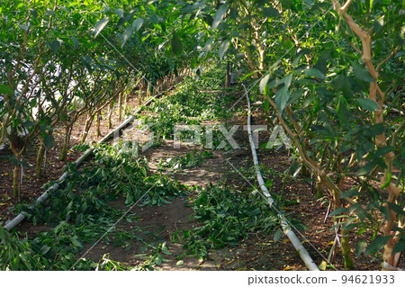 Shishito Cultivation Shishito Shishito Cultivation Shishito 94621933