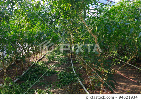 Shishito Cultivation Shishito Shishito Cultivation Shishito 94621934