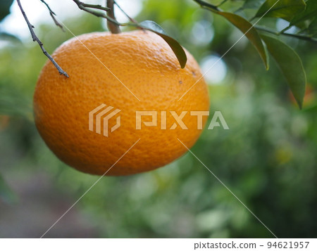 Mandarin orange hunt Mandarin orange hunt 94621957