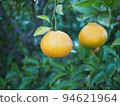 Mandarin orange hunt 94621964