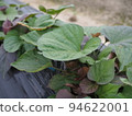 sweet potato vine 94622001