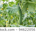 Cucumber cultivation 94622056