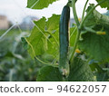 Cucumber cultivation 94622057