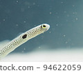 Aquarium's snuff 94622059