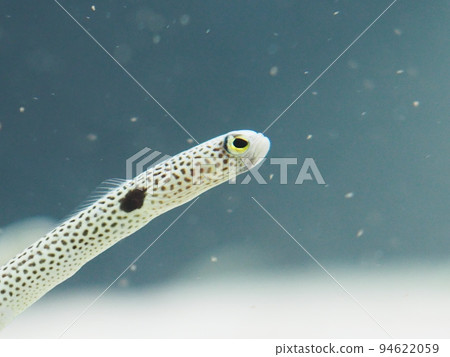 水族館的鼻煙 水族館的鼻煙 94622059