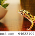 Leopard gecko walk 94622109