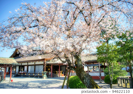 Cherry blossoms at Toji Spring 2022 Cherry blossoms at Toji Spring 2022 94622110