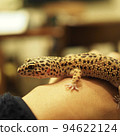 Leopard gecko walk 94622124