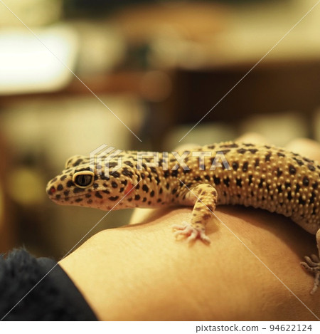 Leopard gecko walk Leopard gecko walk 94622124