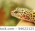 Leopard gecko walk 94622125