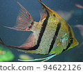 Tropical fish angelfish and aquatic plants 94622126
