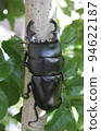 Stag beetle 94622187