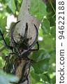 Atlas Beetle 94622188