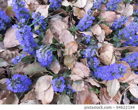 落葉和藍紫色花朵(Ajuga) 落葉和藍紫色花朵(Ajuga) 94622194