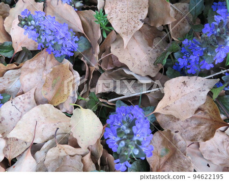 落葉和藍紫色花朵(Ajuga) 落葉和藍紫色花朵(Ajuga) 94622195