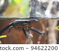 red-bellied newt swimming in water 94622200