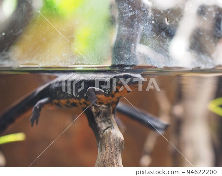 red-bellied newt swimming in water red-bellied newt swimming in water 94622200