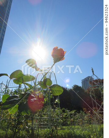 明亮的陽光和粉紅玫瑰 明亮的陽光和粉紅玫瑰 94623324