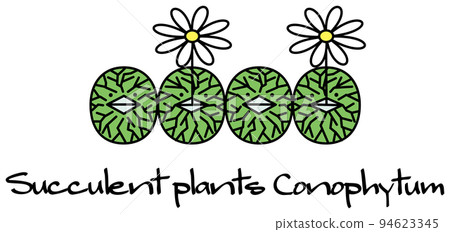 succulent plant conophytum wittebergense conophytum wittebergense illustration 94623345