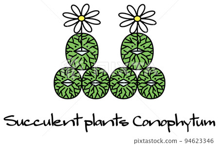 succulent plant conophytum wittebergense conophytum wittebergense illustration 94623346