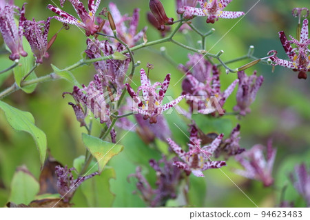 用於茶道和插花的Hototogisu花 94623483