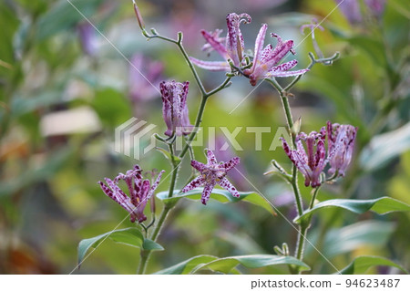 A flower that signals the end of summer and the arrival of autumn 94623487