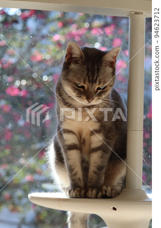 Pensive Cat American Shorthair Blue Tabby 94623712
