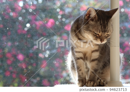 cat american shorthair blue tabby with closed eyes and looking down 94623713