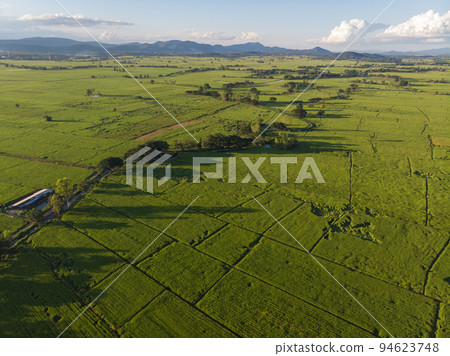 Green paddy rice plantation field with shadow of sunset light agiant blue sky cloud Green paddy rice plantation field with shadow of sunset light agiant blue sky cloud 94623748