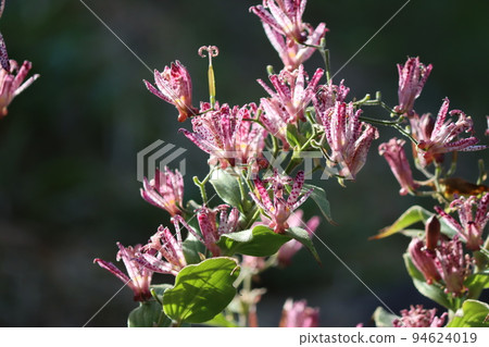 The flower language of the hototogisu flower is eternal youth 94624019
